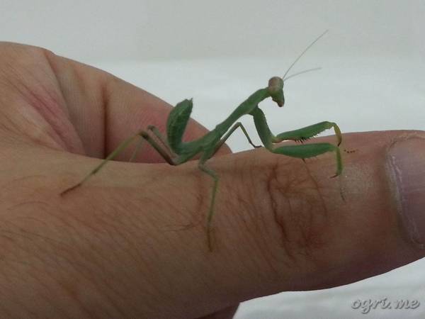 Кликните для перехода на статью mantis.jpg