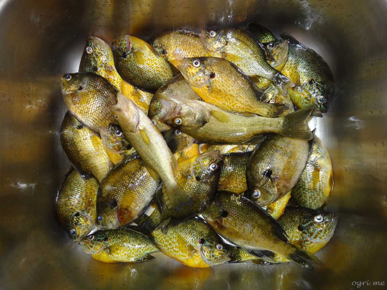Кликните для перехода на статью sunfishes-still-life.jpg