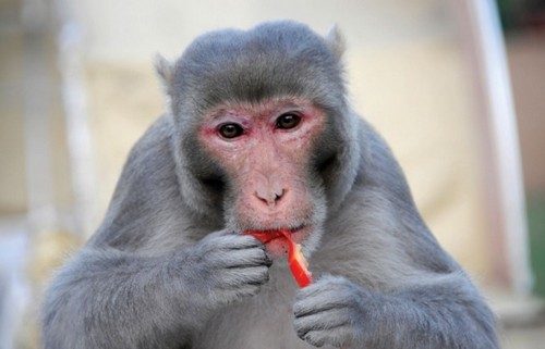 Monkey Monkey
